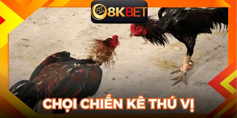 Sảnh đá gà 8KBET đem lại trải nghiệm chọi chiến kê thú vị